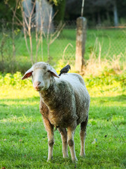 Fototapeta premium A fluffy domestic sheep standing on green grass pasture with a small bird perched on its back in sunny morning light, ideal for animal friendship, organic farming, and wildlife interaction concepts.