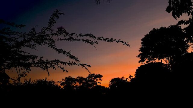 Magical Amazon sunset among tree silhouettes and orange sky, Natural Amazon landscape during a colorful rainforest sunset, Beautiful Amazon sunset with tropical vegetation in silhouette, vertical vide
