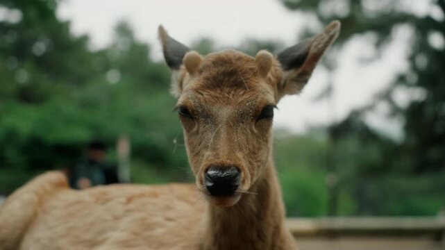 Close-up portrait of a sika deer gazing into the camera in Nara, Japan