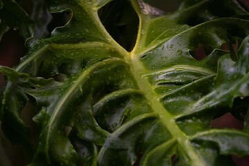 Macro Texture of Split Leaf Philodendron With Glossy Water Droplets © Omni Visuals