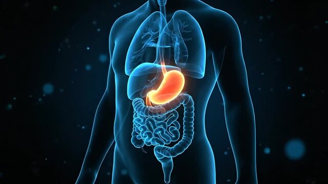 Digital visualization of the human digestive system highlighting stomach and intestinal processes in a futuristic medical