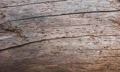 old decaying tree trunk with organic patterns and dry fissures, Weathered rustic timber surface marked with bark beetle galleries and horizontal grain © asif