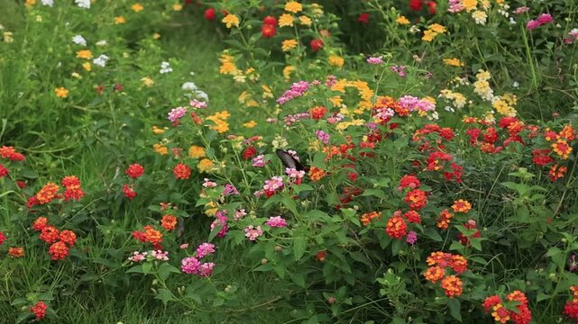 Slow motion footage of insects pollinating flowers; beautiful nature.