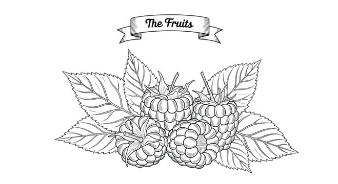 Detailed black and white botanical illustration of fresh raspberries with leaves under a vintage ribbon banner.