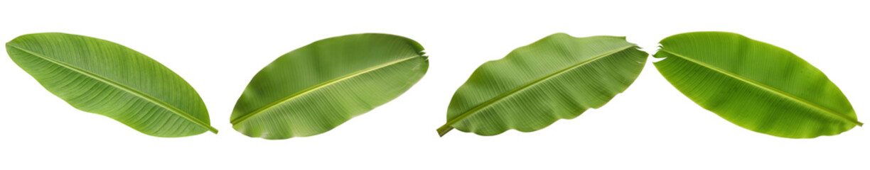 Vibrant tropical banana leaves photograph, isolated on a transparent background for design projects. © FoodPNG