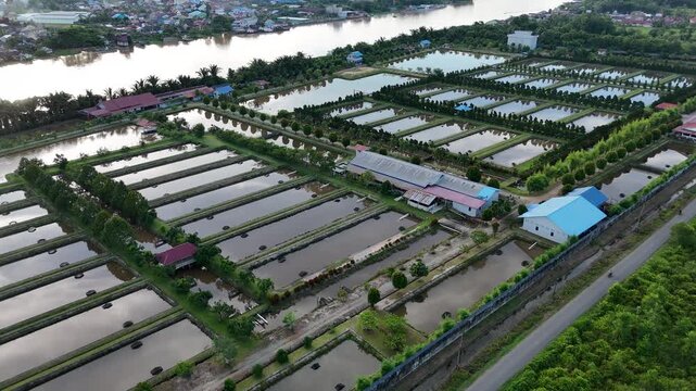 An aerial view showing the vast, well-organized fish ponds used for arowana farming in West Kalimantan, Indonesia. 