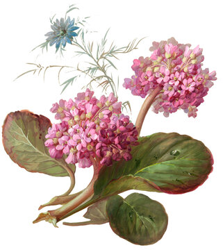Pink Flower cluster