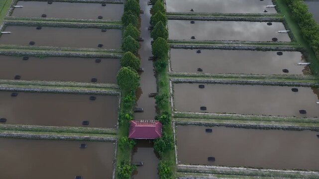 A view from above of an arowana fish farm and tree-lined canals in the rural landscape of West Borneo, Indonesia.