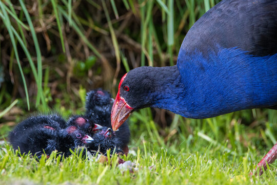 New Zealand Pukeko with babies in grass