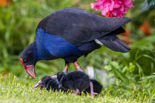 New Zealand Pukeko with babies