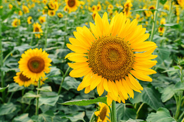 Obraz premium Golden sunflowers standing tall across a sprawling countryside field, illuminated by warm natural light.