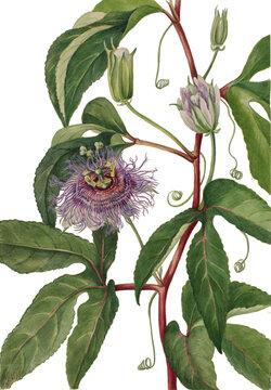 Passion Flower