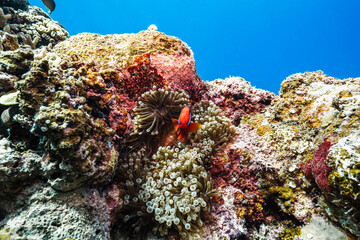 Naklejka premium Marine Life on a Healthy Tropical Coral Reef
