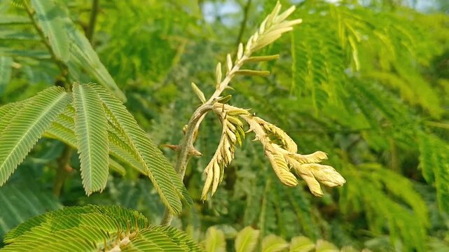 Close up of agricultural leadtree Leucaena leucocephala blossoms under bright outdoor sunlight