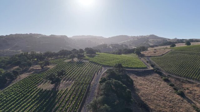 Aerial Drone Zoom Out Over Carneros Vineyard Road and Rolling Hills, Napa Valley, 4K