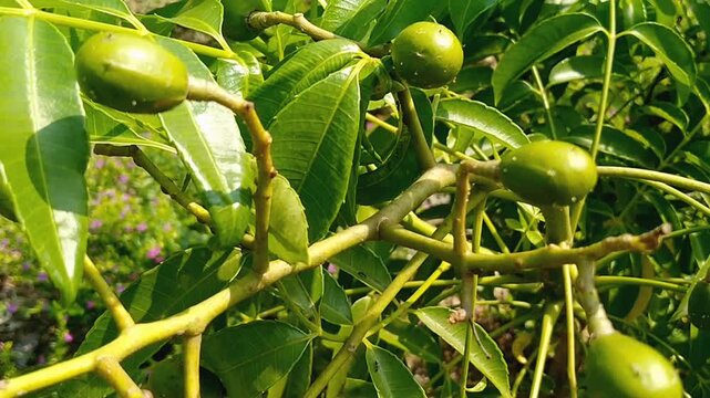 Fresh young green Spondias dulcis fruits growing on tree branch in tropical orchard