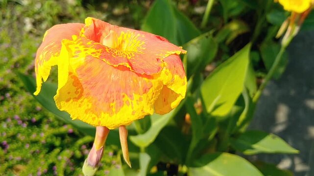 Bright red Canna indica flowers blooming with large green leaves in tropical garden