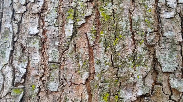 Rough and weathered tree bark texture for natural background design