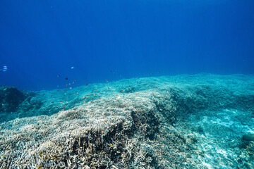 Fototapeta premium Vast Coral Garden Beneath Crystal Clear Blue Water