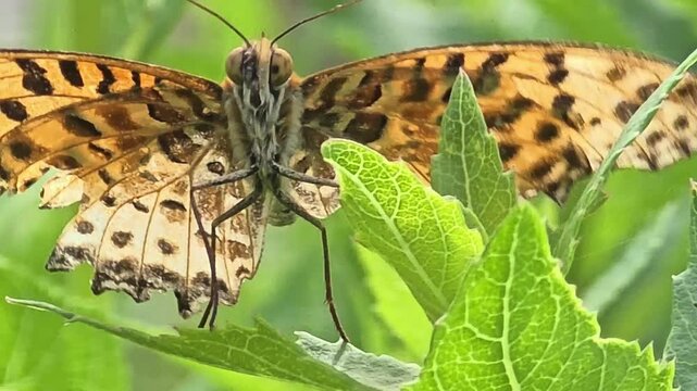 
Slow motion macro of a male butterfly with ripped wings flapping to dry on a leaf.
​#002
도라지 잎 위에서 찢어진 날개를 활짝 펼쳐 파르르 날개짓하며 말리는 알락나비 수컷의 매크로 영상.#002

