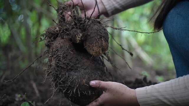 Slow motion close-up of a farmer harvesting a large raw ube yam from the soil.