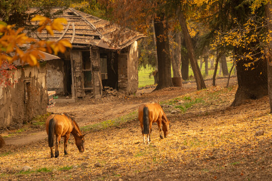Caballos en paisaje de oto&ntilde;o
