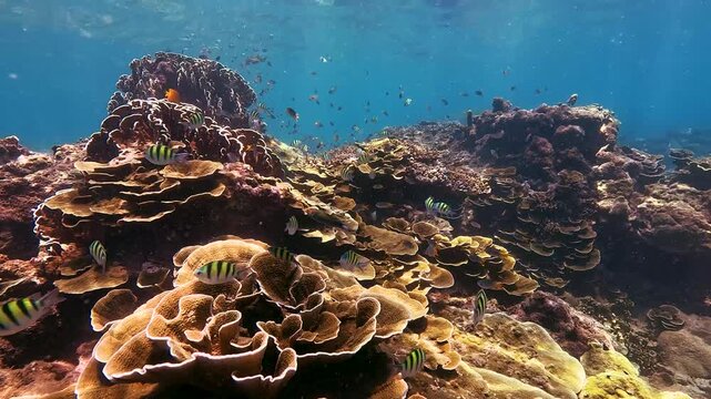 Observe diverse fish swimming among stunning coral formations on a vibrant reef in the clear blue waters of Similan Islands Thailand