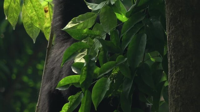 Close-up wildlife footage of a black-furred monkey hanging and moving through dense sunlit green leaves in a tropical forest, partially hidden by foliage before disappearing behind the tree trunk.
