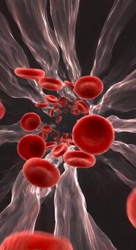 Flow of red blood cells inside a vein, microscopic view of human circulatory system, 3D medical illustration, cellular environment concept