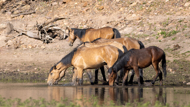 Herd of wild horses at Black Canyon Lake in the Apache Sitgreaves National Forest in Heber Arizona United States