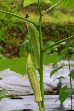 A close up shot of young green okra pods (Abelmoschus esculentus), also known as lady's finger, growing vertically on the plant stem in an agricultural farm.