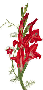 Gladioli Blooms