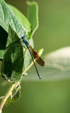 Lib&eacute;lula azul