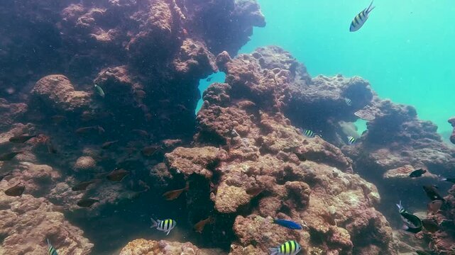 Colorful fish like striped sergeant majors swim through healthy coral reefs in bright clear waters. This view shows active marine life in Similan Islands, Thailand