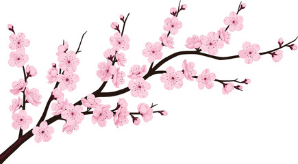 Cherry blossom branch, sakura flowers, spring bloom, pink petals, Japanese floral art, seasonal nature, botanical illustration, elegant vector design © Fenshi