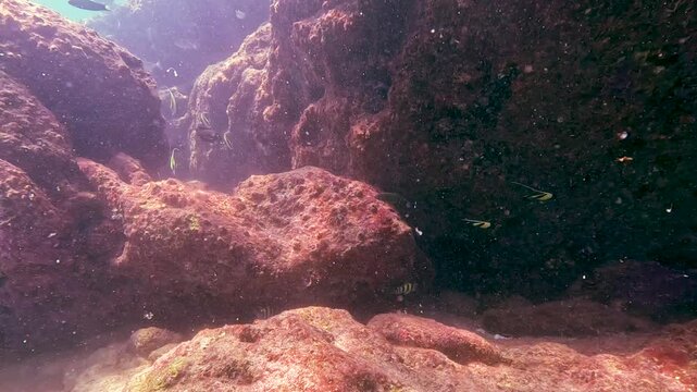 Schools of fish navigate vibrant coral covered rocks in the clear blue sea. Marine life thrives in Similan Islands Thailand