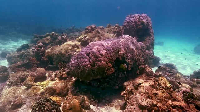 Observer explores the vibrant coral reef and swimming fish in the clear waters of Similan Islands Thailand. Sunlight illuminates the marine animals