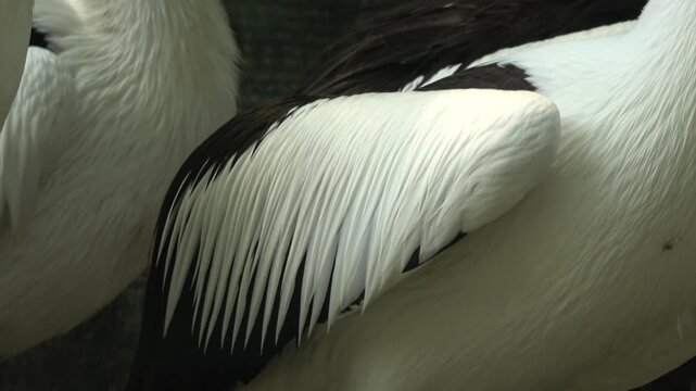 Extreme close-up footage of Australian pelican wing feathers gently moving, revealing stunning detail of layered black and white plumage texture with fine feather strands sharply contrasting.