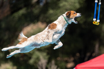 Playing a fun dock diving game, a mixed breed dog is trying to grab a toy © feeferlump