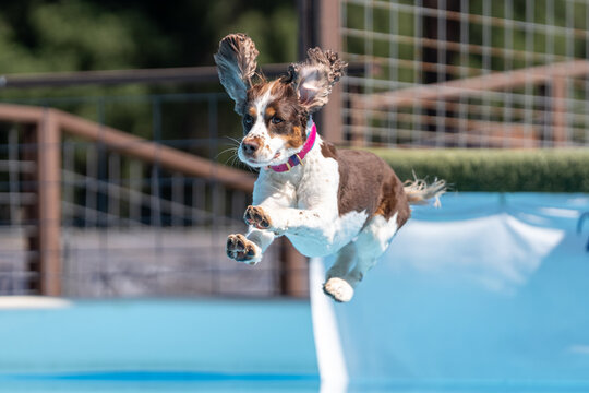 Tan and white spaniel dog after jumping off a dock