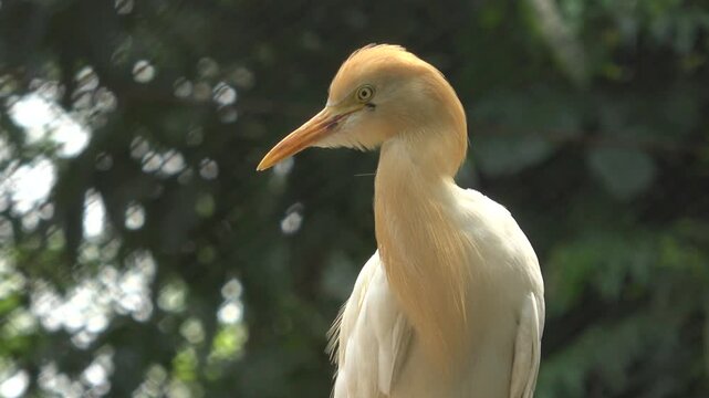 A Cattle Egret (Bubulcus ibis) displaying vivid breeding plumage &mdash; rich golden-buff head, neck, and back feathers &mdash; perches on a stone ledge at a zoo, set against a soft bokeh green tropical tree.