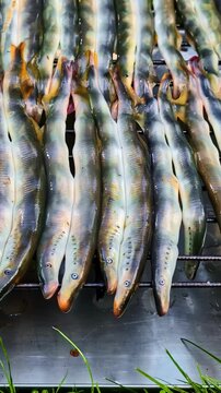 Close up of fresh lamprey eels prepared on a metal grill rack outdoors. Authentic traditional seafood preparation and sustainable local fishing concepts.