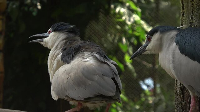 A pair of Black-Crowned Night Herons (Nycticorax nycticorax) interact closely inside a zoo enclosure &mdash; one bird calls with open bill and ruffled feathers.