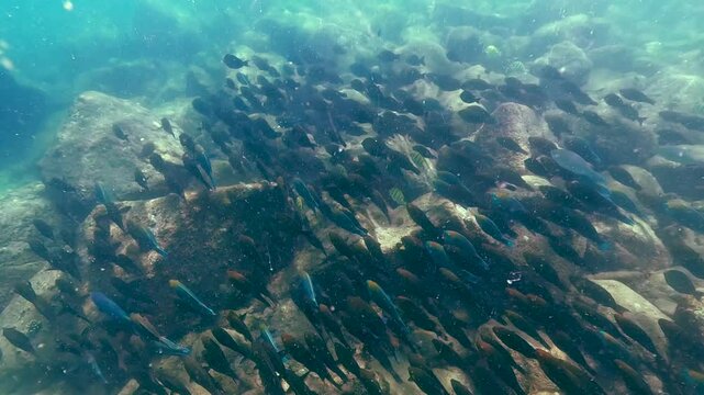 Large fish school gracefully swims among rocky reefs in Similan's clear, sunny waters