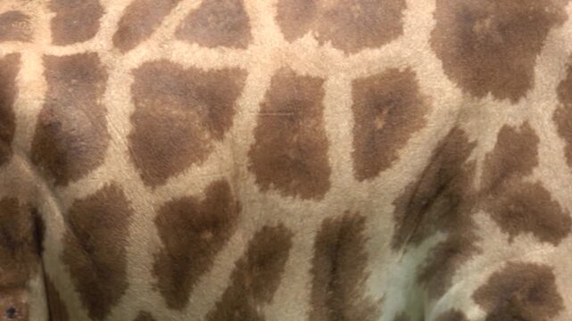 An extreme macro-style close-up of a giraffe's body surface revealing the intricate polygonal brown and cream spot pattern of its coat.
