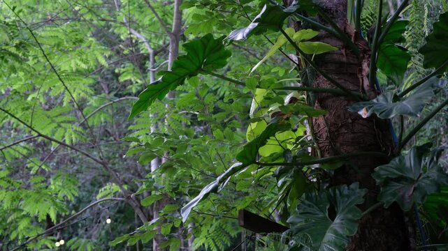 Trees and nature plant in the rainforest