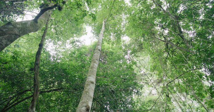 Big tree in tropical deep forest movement video nature background