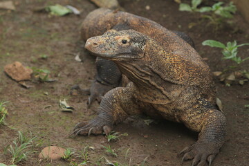 Fototapeta premium Close up of a Komodo dragon staring curiously
