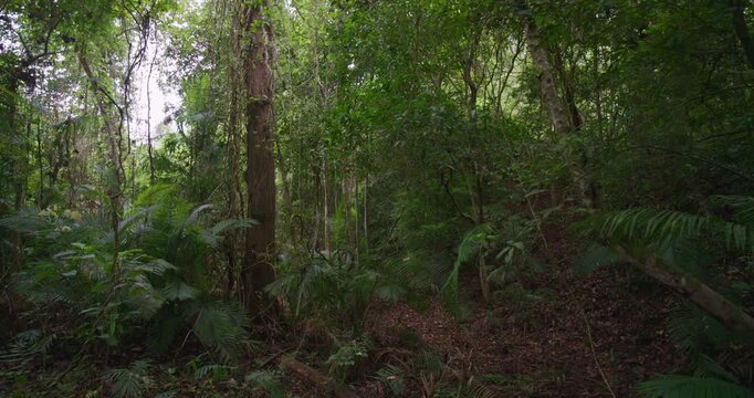 Big tree in tropical deep forest movement video nature background