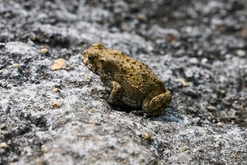 Obraz premium Duttaphrynus melanostictus Asian common toad or black-spined toad close up sitting on a grey stone texture in Da Nang City Quang Nam Vietnam